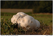 Giant Puff-Ball - Giant Puffball