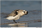 Sanderling - Shake your head