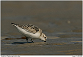 Sanderling - Sanderling at the beach