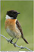 Stonechat - Stonechat