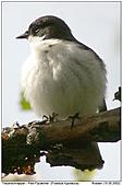 Pied Flycatcher - Pied Flycatcher