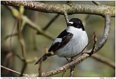 Pied Flycatcher - Pied Flycatcher