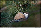 Siberian Tit - Siberian Tit